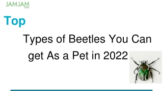 Top Types of Beetles You Can Get As a Pet in 2022