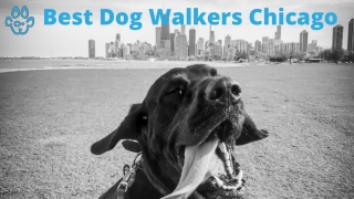 Best Dog Walkers Chicago