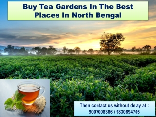 Buy tea gardens in the best places in North Bengal