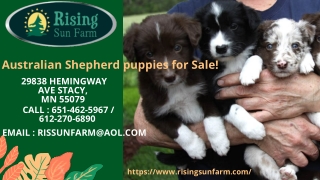 Australian Shepherd Puppies for Sale - lovely Aussies!