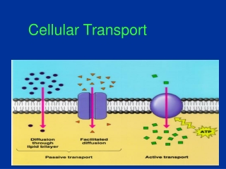 Cellular Transport