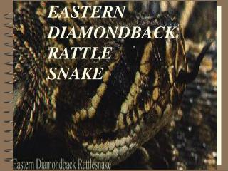 EASTERN DIAMONDBACK RATTLE SNAKE