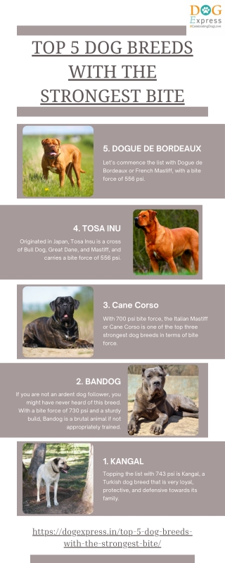 Top 5 Dog Breeds With the Strongest Bite Infographic