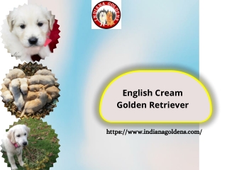 Get your English Cream Golden Retriever at Indiana Goldens