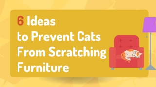 Six Ideas to Prevent Cats From Scratching Furniture