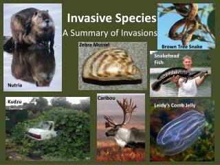 Invasive Species