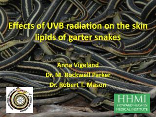 Effects of UVB radiation on the skin lipids of garter snakes