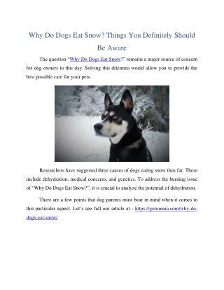 Why Do Dogs Eat Snow? Things You Definitely Should Be Aware