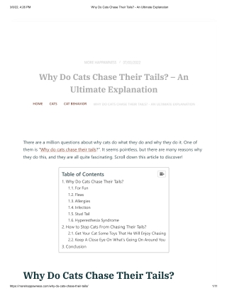 Why Do Cats Chase Their Tails  - An Ultimate Explanation