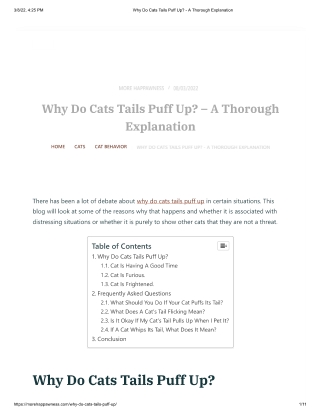 Why Do Cats Tails Puff Up - A Thorough Explanation