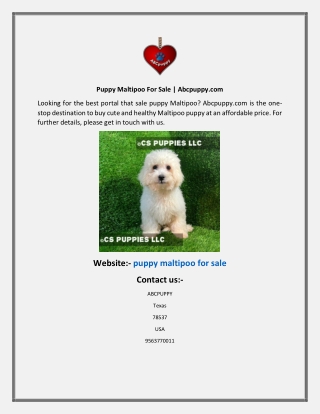 Puppy Maltipoo For Sale  Abcpuppy