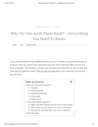 Why Do Cats Arch Their Back - Everything You Need To Know