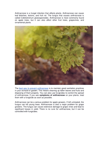 What is the cause of anthracnose