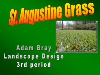 St. Augustine Grass