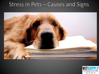 Stress in Pets – Causes and Signs | VetSupply