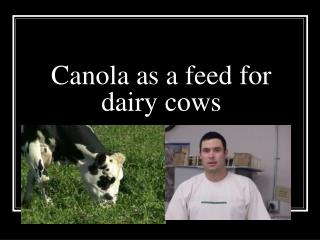 Canola as a feed for dairy cows