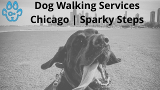 Dog Walking Services Chicago | Sparky Steps