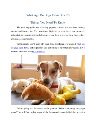 What Age Do Dogs Calm Down?- Things You Need To Know