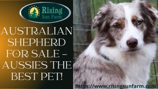 Australian Shepherd for Sale – Aussies the Best Pet!