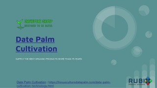 Date Palm Cultivation