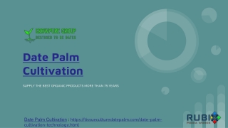 Date Palm Cultivation