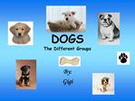 DOGS The Different Groups