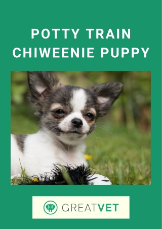Potty Train Chiweenie Puppy