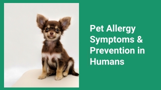 Pet Allergy Symptoms & Prevention in Humans