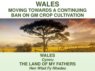 WALES MOVING TOWARDS A CONTINUING BAN ON GM CROP CULTIVATION