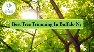 Best Tree Trimming In Buffalo Ny