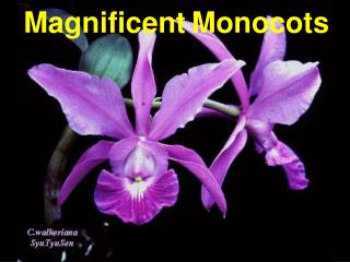 Magnificent Monocots