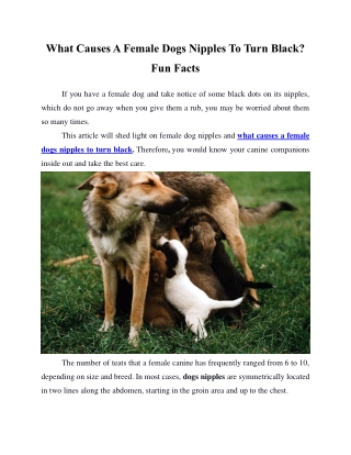 What Causes A Female Dogs Nipples To Turn Black