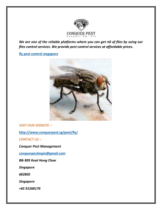 Fly Pest Control Singapore  Conquer Pest