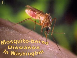 Mosquito-borne