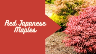 Why Planting Red Japanese Maples is Good?