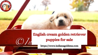 English cream golden retriever puppies for sale