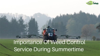 Importance Of Weed Control Service During Summertime