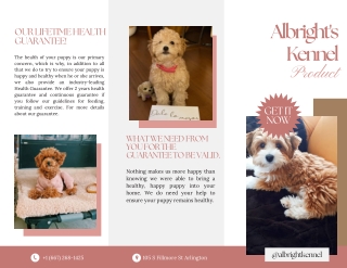 Find Cute Pomeranian Dogs for Sale Online