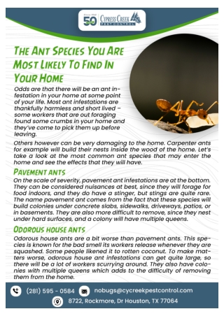 Houston Bed Bug Control | Bed Bug Exterminator Houston