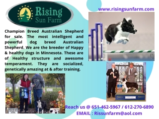 Australian Shepherd for Sale - Champion Aussies!