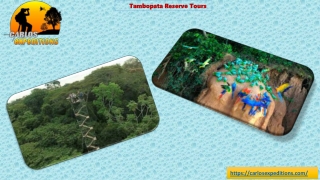 Tambopata Reserve Tours