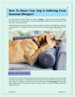 How To Know Your Dog Is Suffering From Seasonal Allergies