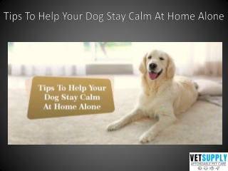 Tips To Help Your Dog Stay Calm At Home Alone | VetSupply