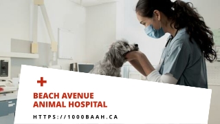 Animal Hospital in Vancouver