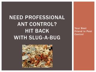 Need Professional Ant Control? Hit back with Slug-A-Bug