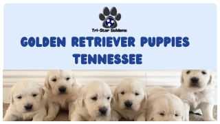 Smart Golden Retriever Puppies for Sale in Tennessee