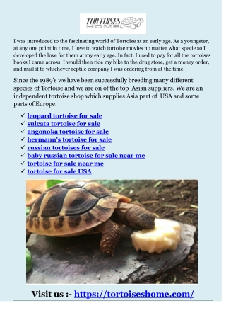 leopard tortoise for sale