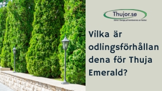 Vilka är odlingsförhållandena för Thuja Emerald