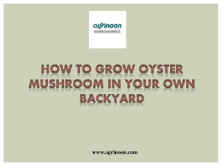 How To Grow Oyster Mushroom In Your Own Backyard