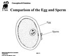 Comparison of the Egg and Sperm